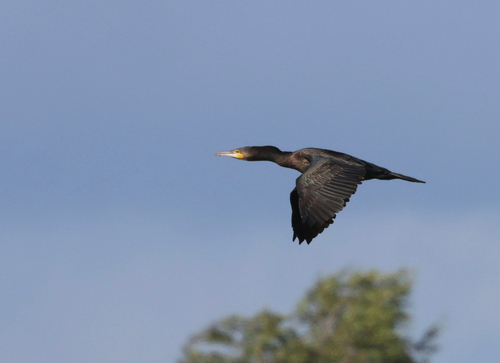 iNaturalist image