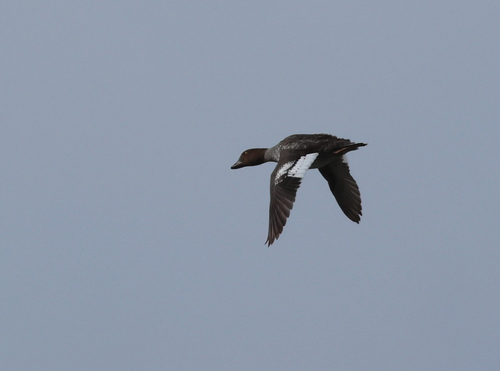 Common Goldeneye