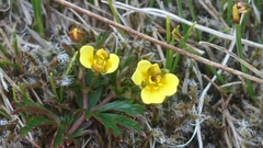 Potentilla crantzii