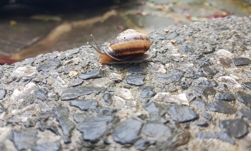 Caucasotachea leucoranea