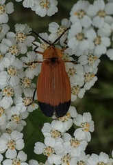 Lycus fernandezi