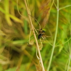 Oxyopes lineatus