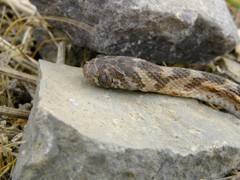 Dasypeltis sahelensis