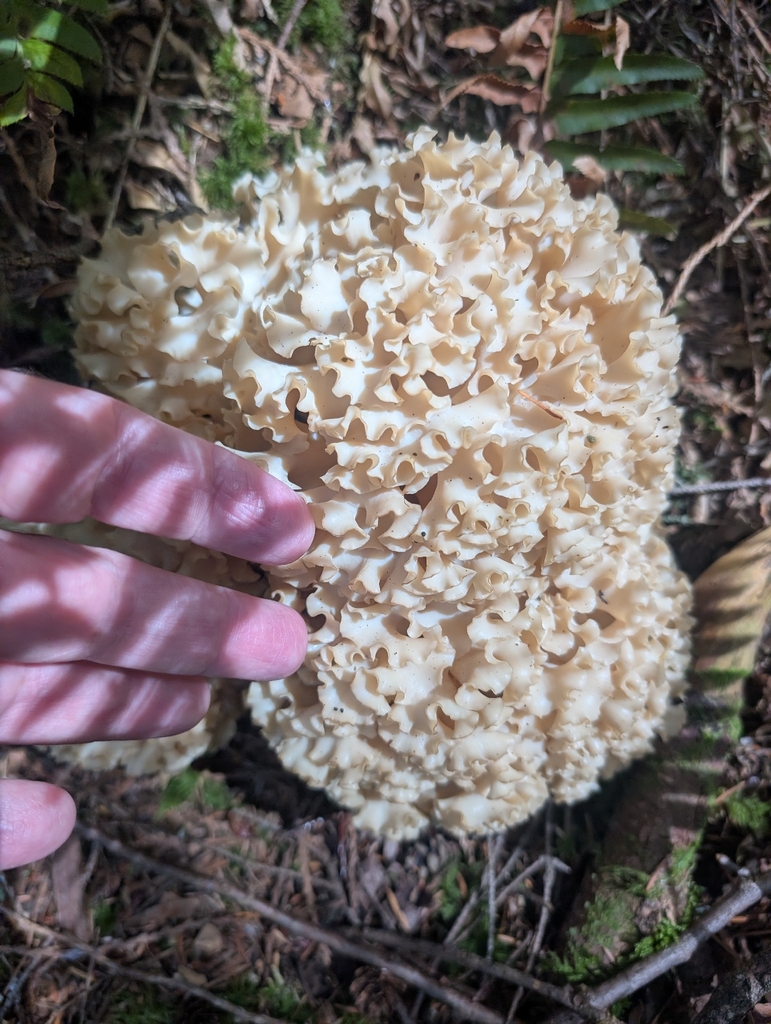 Western cauliflower mushroom · September 2026 · photo: Photo: no rights reserved · iNaturalist