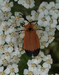 Lycus fernandezi