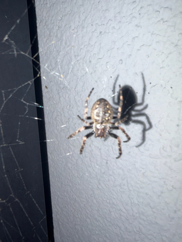 Walnut Orbweaver