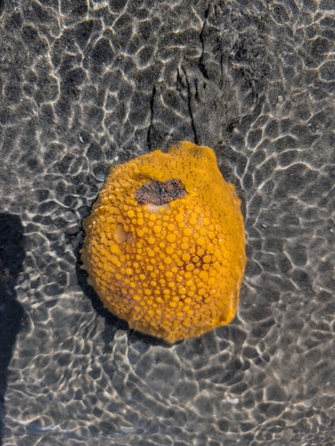 Noble Dorid