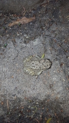 Anaxyrus microscaphus