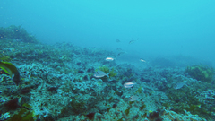 Nemadactylus macropterus