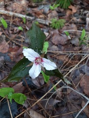 Trillium undulatum