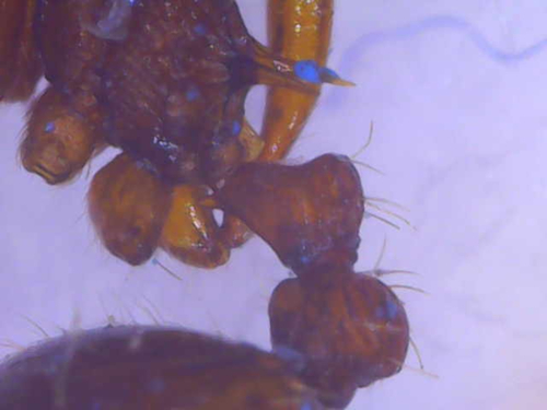 Myrmica hellenica
