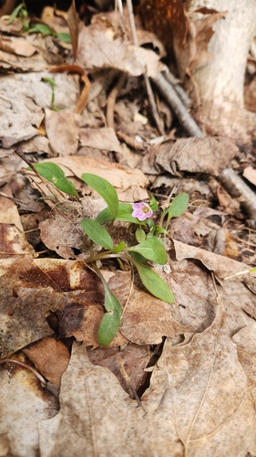 Claytonia caroliniana, photograph 1