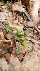 Claytonia caroliniana