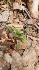(c) Patrick Jackson, some rights reserved (CC BY) Claytonia caroliniana, photograph (c) Patrick Jackson, some rights reserved (CC BY)