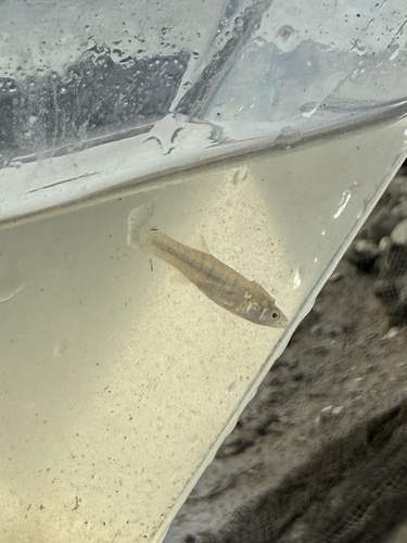 Mummichog