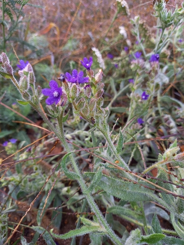 common alkanet