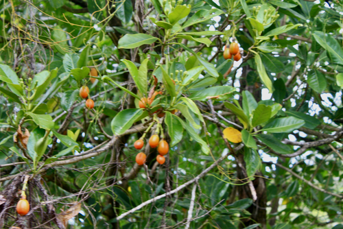 Fagraea berteroana observed 2026-09-07