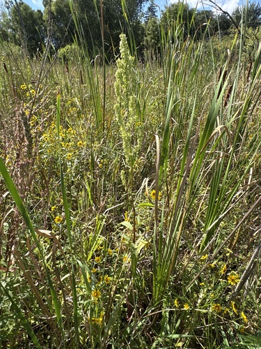 Rumex britannica