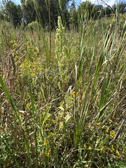 Rumex britannica
