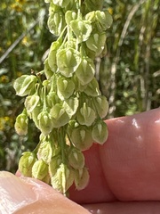 (c) Bob, some rights reserved (CC BY) Rumex britannica, photograph (c) Bob, some rights reserved (CC BY)
