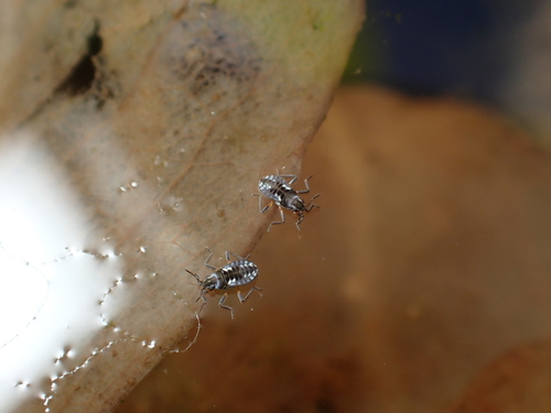 Microvelia buenoi