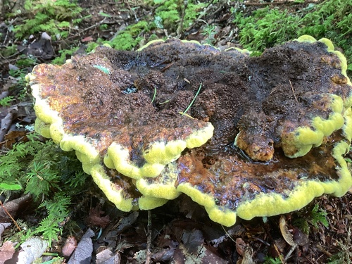 Phaeolus hispidoides