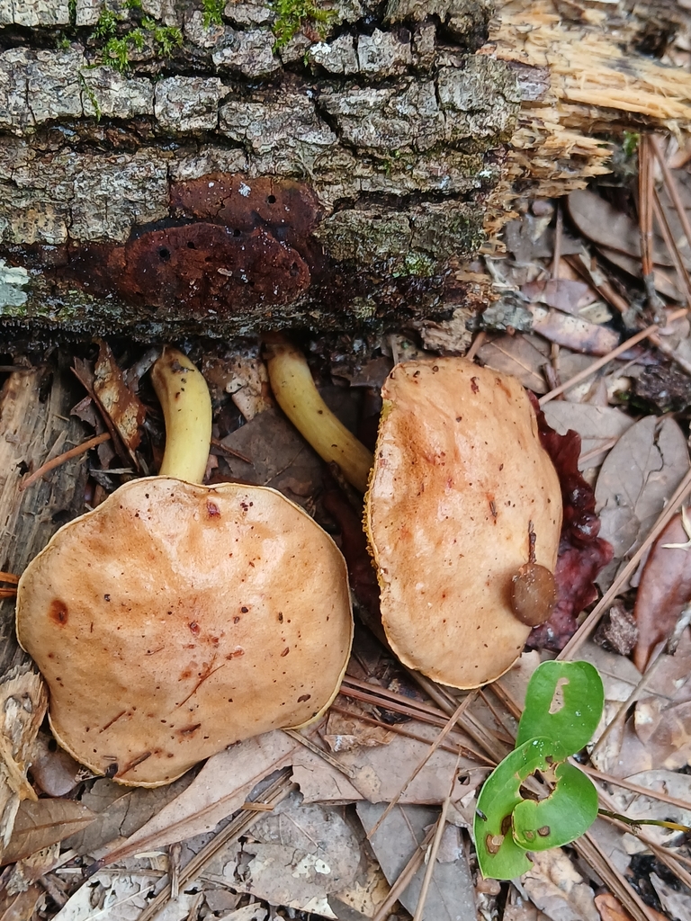 sour gold-pored bolete · September 2026 · photo: Photo: (c) xanderferret, some rights reserved (CC BY) · iNaturalist