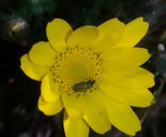 Psilothrix viridicoerulea