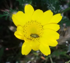 Psilothrix viridicoerulea