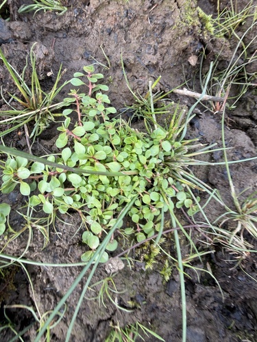 Water-purslane
