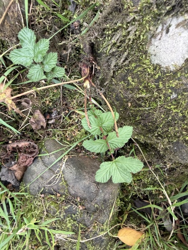 Meadowsweet