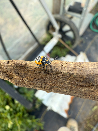 Harlequin Bug