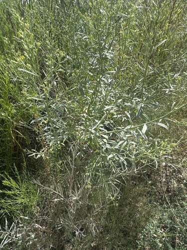 willow baccharis