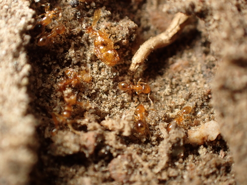Common American Thief Ant
