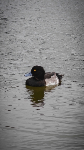 iNaturalist image