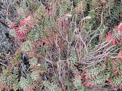 Suaeda vera, photograph 4