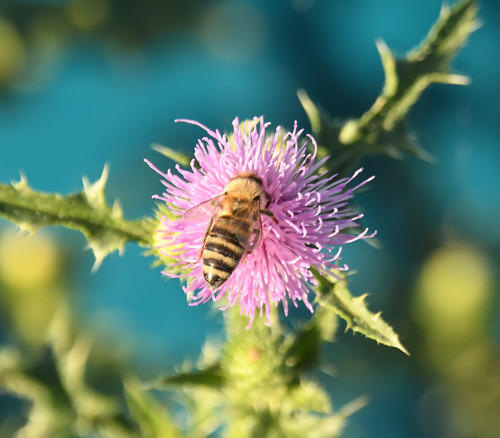 Western Honey Bee