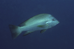 Humphead Snapper photo 2