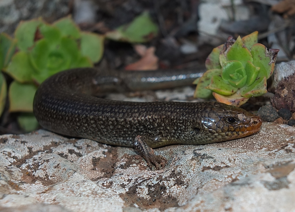 Fuerteventura Skink