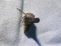 Glossonotus acuminatus