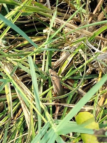 Dalmatian Wall Lizard
