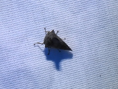 Glossonotus acuminatus