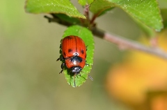 Gonioctena viminalis