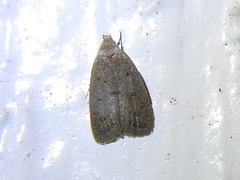 Inga obscuromaculella