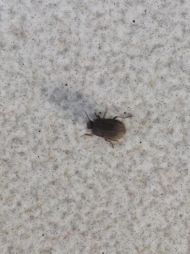 Blapstinus fortis