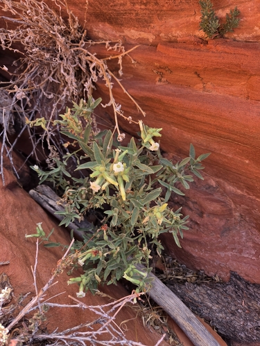 desert tobacco