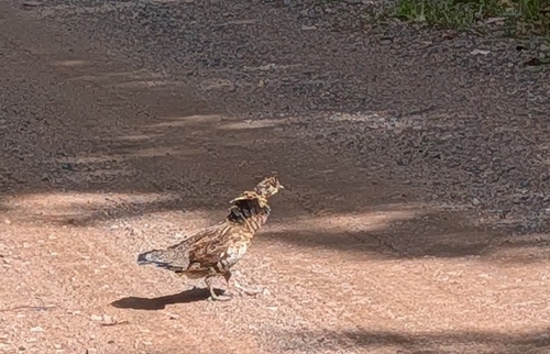 Ruffed Grouse
