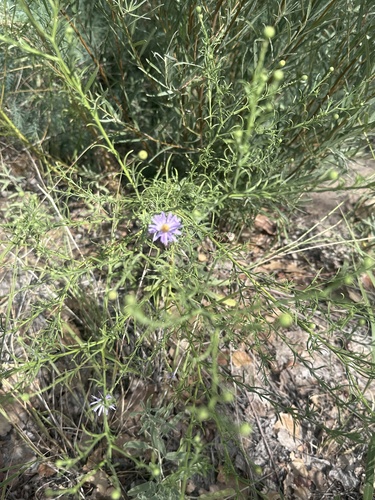 Tahoka daisy