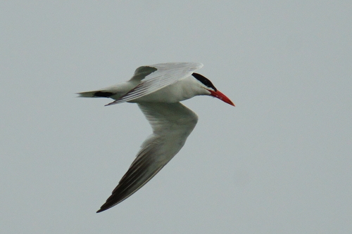 iNaturalist image