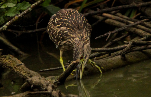 iNaturalist image